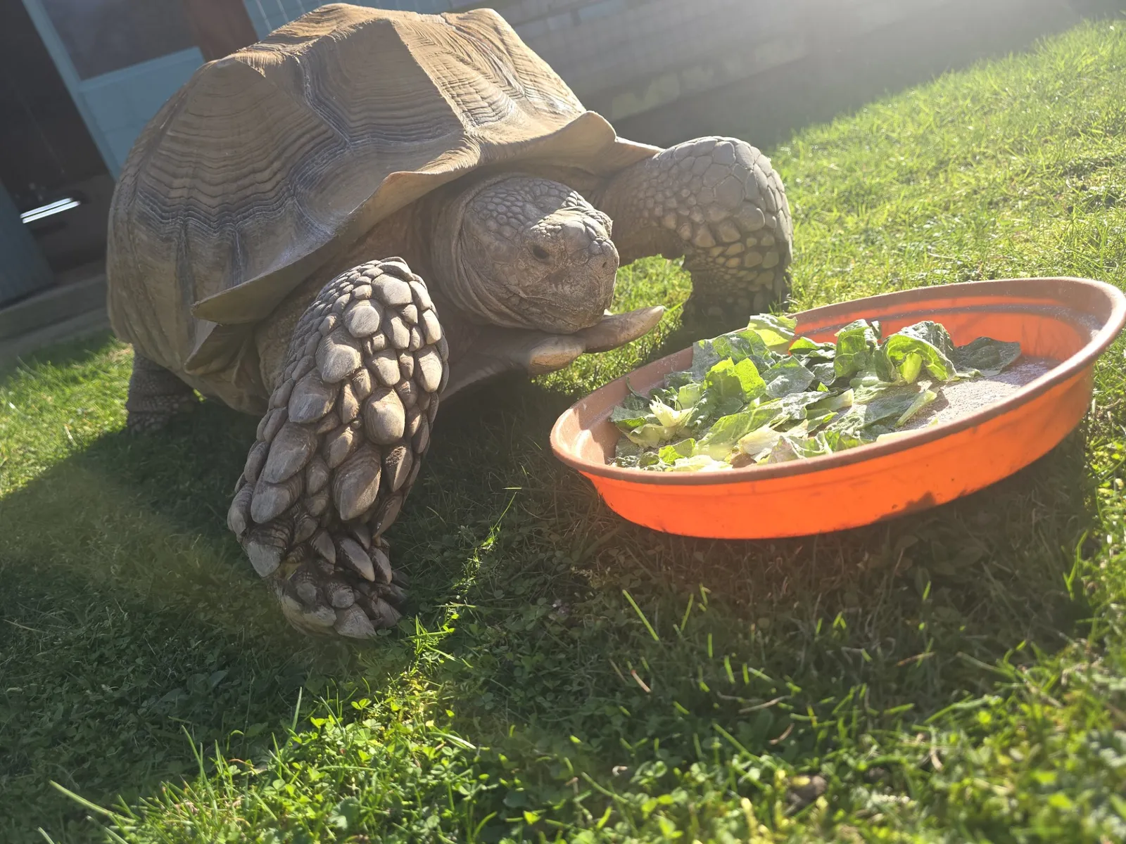 Ernie the giant tortoise from the Secret Animal Garden