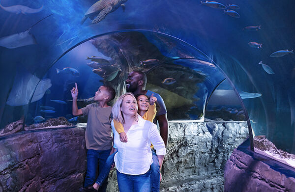Sea Life Great Yarmouth underwater attraction